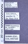 Etiketten zu Dalopius puerilis (Candèze, 1879) (NHMW-ZOO-COL-0007349)